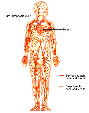 The image “http://www.aamdsglossary.co.uk/lymphatic_system.gif” cannot be displayed, because it contains errors.